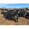 Image 11 : G & B Farms - 790# Steers - 75 Head (Deloraine, MB) VBP+