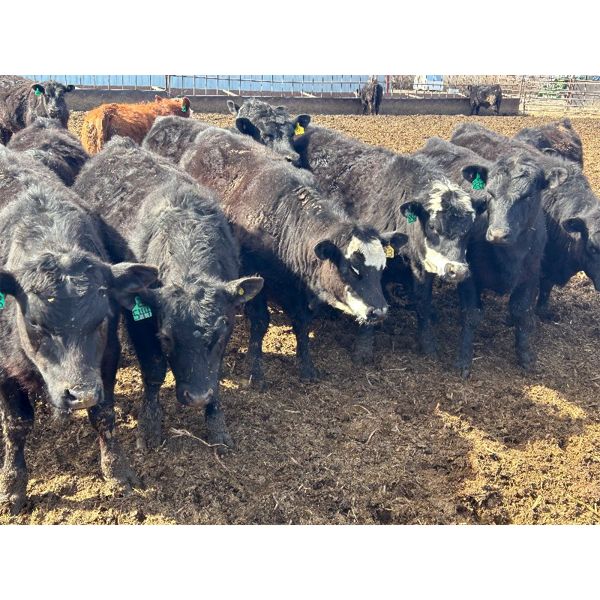 G & B Farms - 790# Steers - 75 Head (Deloraine, MB) VBP+
