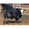 Image 3 : G & B Farms - 790# Steers - 75 Head (Deloraine, MB) VBP+