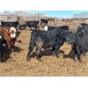 Image 7 : G & B Farms - 790# Steers - 75 Head (Deloraine, MB) VBP+