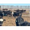 Image 8 : G & B Farms - 790# Steers - 75 Head (Deloraine, MB) VBP+
