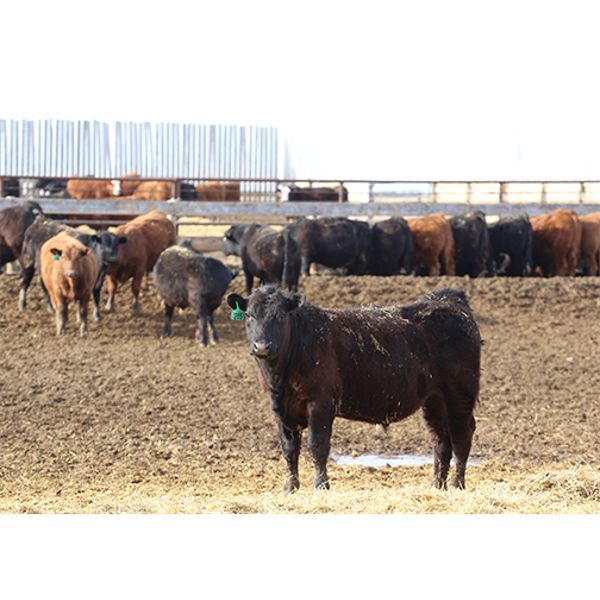 Brock & Garett Thompson - 770# Steers - 78 Head (Carnduff, SK) VBP+