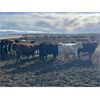 Image 2 : 6U Cattle Company - 890# Heifers - 150 Head (Manning, AB)