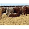 Image 3 : Crooked Creek Farms - 720# Heifers - 48 Head (Wainwright, AB)