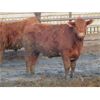 Image 10 : X Bar X Cattle Co. Ltd. - 938# Steers - 134 Head (Lomond, AB)