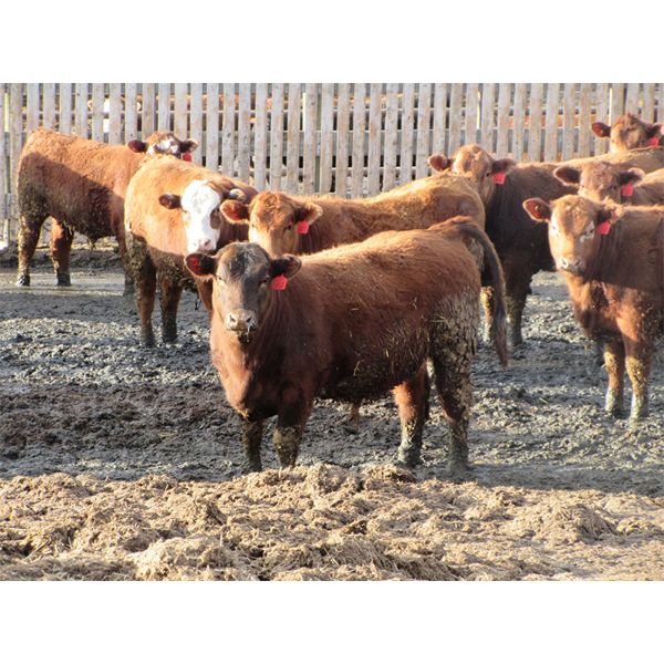 X Bar X Cattle Co. Ltd. - 938# Steers - 134 Head (Lomond, AB)