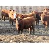 Image 1 : X Bar X Cattle Co. Ltd. - 938# Steers - 134 Head (Lomond, AB)