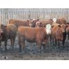 Image 3 : X Bar X Cattle Co. Ltd. - 938# Steers - 134 Head (Lomond, AB)
