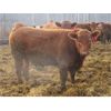 Image 7 : X Bar X Cattle Co. Ltd. - 938# Steers - 134 Head (Lomond, AB)
