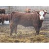 Image 9 : X Bar X Cattle Co. Ltd. - 938# Steers - 134 Head (Lomond, AB)