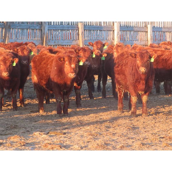 Breault Ranching Ltd. - 685# Steers - 170 Head (Ste. Rose, MB) VBP+