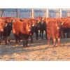 Image 1 : Breault Ranching Ltd. - 685# Steers - 170 Head (Ste. Rose, MB) VBP+
