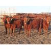 Image 3 : Breault Ranching Ltd. - 685# Steers - 170 Head (Ste. Rose, MB) VBP+