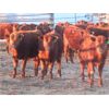 Image 4 : Breault Ranching Ltd. - 685# Steers - 170 Head (Ste. Rose, MB) VBP+