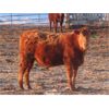 Image 7 : Breault Ranching Ltd. - 685# Steers - 170 Head (Ste. Rose, MB) VBP+