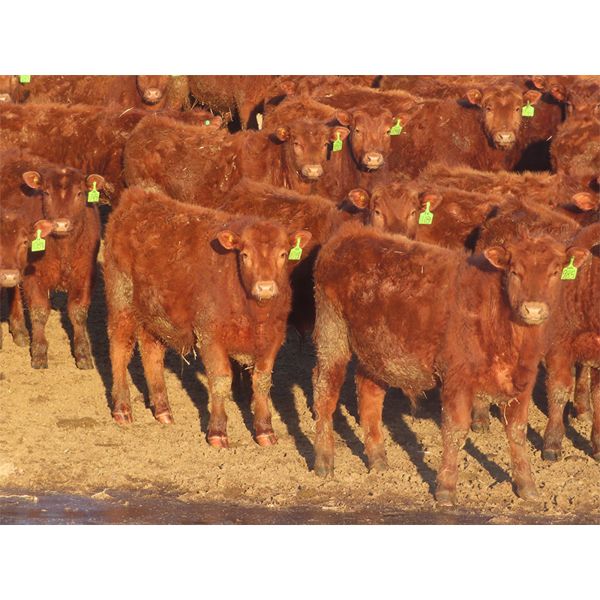 Breault Ranching Ltd. - 600# Steers - 100 Head (Ste. Rose, MB) VBP+