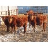 Image 6 : Breault Ranching Ltd. - 600# Steers - 100 Head (Ste. Rose, MB) VBP+