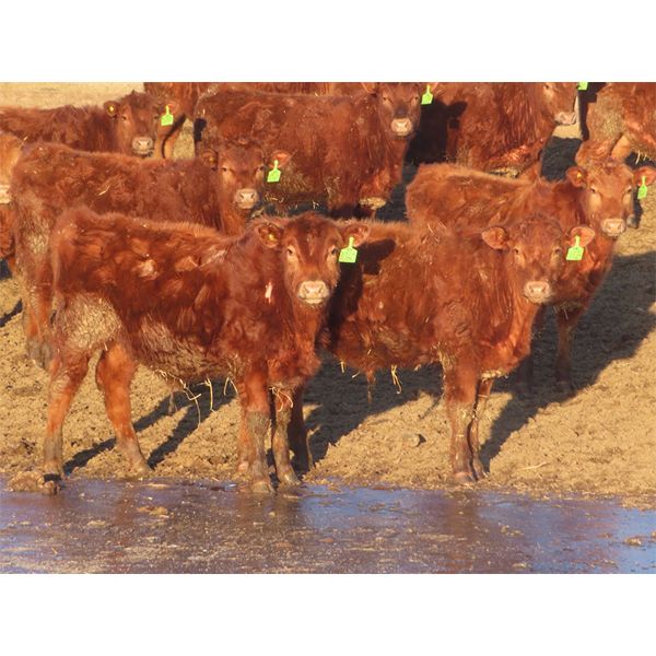 Breault Ranching Ltd. - 600# Steers - 100 Head (Ste. Rose, MB) VBP+
