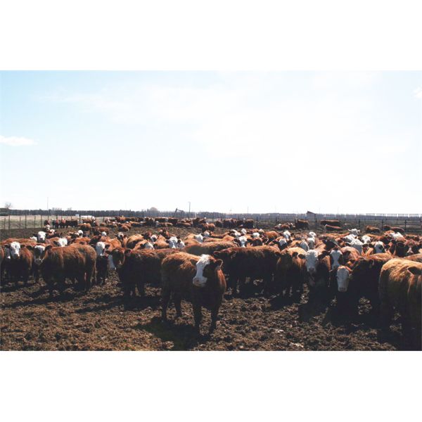 McIntyre Ranch - 935# Steers - 300 Head (Raymond, AB)