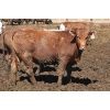 Image 2 : McIntyre Ranch - 935# Steers - 300 Head (Raymond, AB)