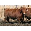 Image 6 : McIntyre Ranch - 935# Steers - 300 Head (Raymond, AB)