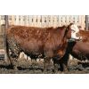 Image 7 : McIntyre Ranch - 935# Steers - 300 Head (Raymond, AB)