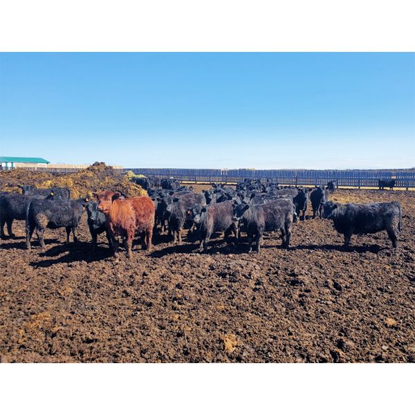 Roes Bros. Ranching - 730# Heifers - 85 Head (Hanna, AB)