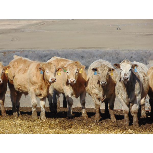 JG Larson Livestock (V-V) - 970# Steers - 65 Head (Jenner, AB) VBP+