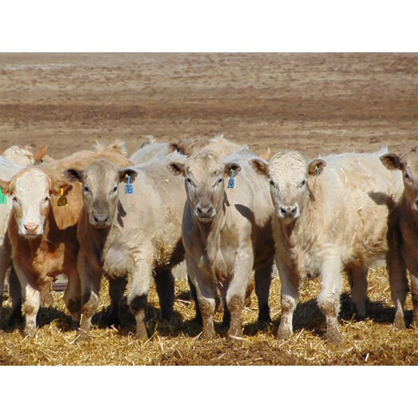 JG Larson Livestock (V-V) - 850# Steers - 154 Head (Jenner, AB) VBP+