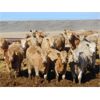 Image 1 : JG Larson Livestock (V-V) - 810# Heifers - 152 Head (Jenner, AB) VBP+