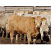 Image 2 : JG Larson Livestock (V-V) - 920# Heifers - 62 Head (Jenner, AB) VBP+