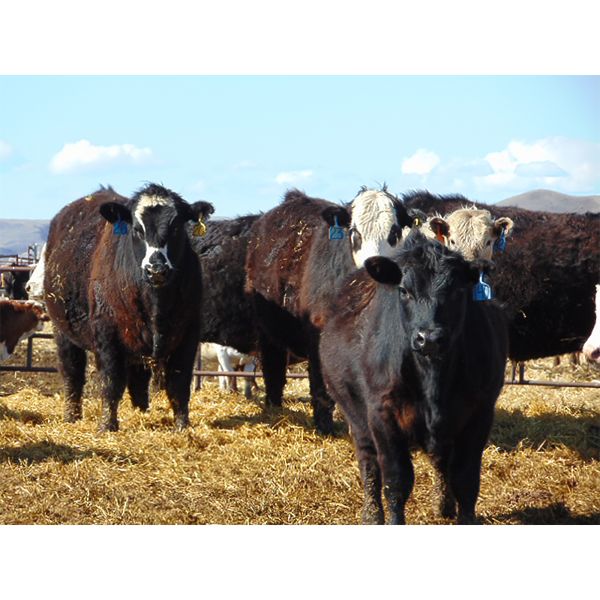 JG Larson Livestock (V-V) - 960# Steers - 58 Head (Jenner, AB) VBP+
