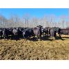 Image 1 : Salty Fox Farms - 850# Heifers - 70 Head (Fork River, MB)