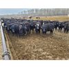 Image 4 : Salty Fox Farms - 850# Heifers - 70 Head (Fork River, MB)