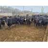 Image 5 : Salty Fox Farms - 850# Heifers - 70 Head (Fork River, MB)