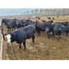 Image 6 : Salty Fox Farms - 850# Heifers - 70 Head (Fork River, MB)