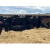 Image 10 : Elkwater Farming Co. - 875# Heifers - 275 Head (Elkwater, AB)