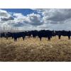 Image 11 : Elkwater Farming Co. - 875# Heifers - 275 Head (Elkwater, AB)