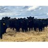 Image 1 : Elkwater Farming Co. - 875# Heifers - 275 Head (Elkwater, AB)