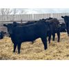 Image 2 : Elkwater Farming Co. - 875# Heifers - 275 Head (Elkwater, AB)