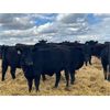 Image 3 : Elkwater Farming Co. - 875# Heifers - 275 Head (Elkwater, AB)
