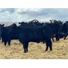 Image 5 : Elkwater Farming Co. - 875# Heifers - 275 Head (Elkwater, AB)