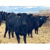 Image 6 : Elkwater Farming Co. - 875# Heifers - 275 Head (Elkwater, AB)