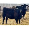 Image 7 : Elkwater Farming Co. - 875# Heifers - 275 Head (Elkwater, AB)
