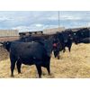 Image 8 : Elkwater Farming Co. - 875# Heifers - 275 Head (Elkwater, AB)