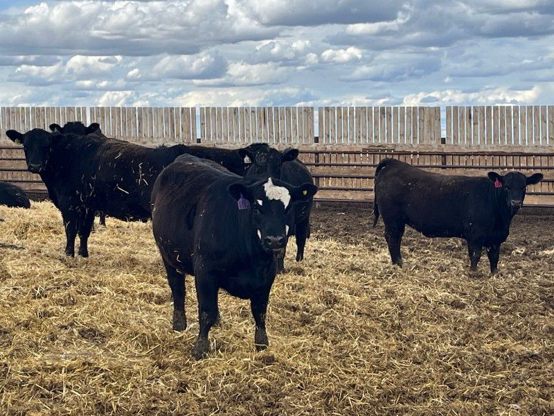 Elkwater Farming Co. 875 Heifers 275 Head (Elkwater, AB) Team
