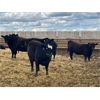 Image 9 : Elkwater Farming Co. - 875# Heifers - 275 Head (Elkwater, AB)