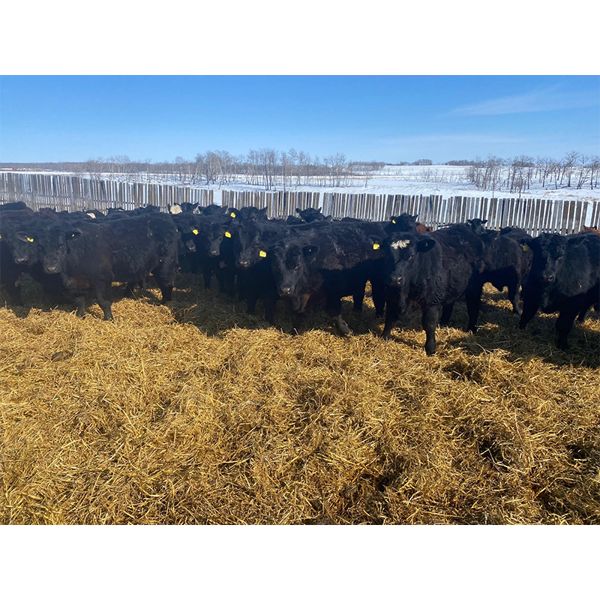 Fred Lansdall - 835# Steers - 74 Head (Leross, SK)