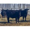 Image 6 : Fred Lansdall - 835# Steers - 74 Head (Leross, SK)