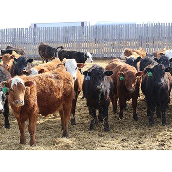 Brock & Garett Thompson - 750# Steers - 83 Head (Carnduff, SK) VBP+